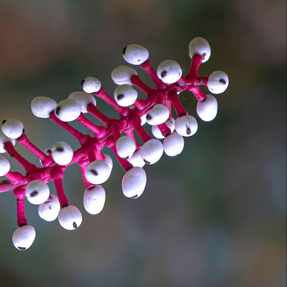Actaea Pachypoda Flower Seeds – Heirloom Non-GMO Seeds for Unique Woodland Garden Planting - Pachypoda for planting in home garden
