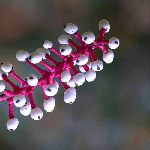 Actaea Pachypoda Flower Seeds – Heirloom Non-GMO Seeds for Unique Woodland Garden Planting - Pachypoda for planting in home garden