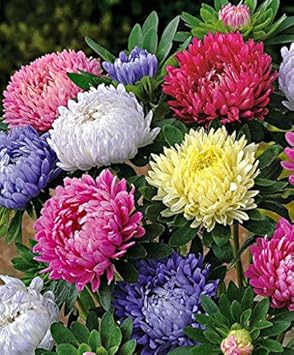 Heirloom Non-GMO Mixed Chinese Aster Flower Seeds for Planting â€“ Vibrant Colorful Garden Blooms for planting in home garden