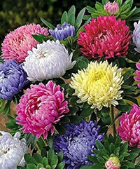 Heirloom Non-GMO Mixed Chinese Aster Flower Seeds for Planting â€“ Vibrant Colorful Garden Blooms for planting in home garden