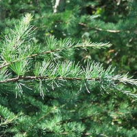 Larix Occidentalis Plant Seeds for Planting-Heirloom & Non-GMO Seeds for planting Scientific Name Placeholder for planting in home garden