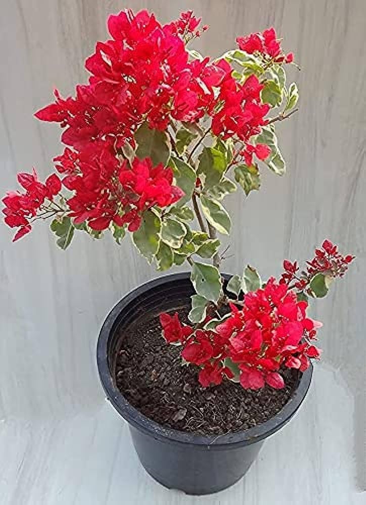 Red Bougainvillea climbing plant with vibrant red bracts growing on a garden trellis.
