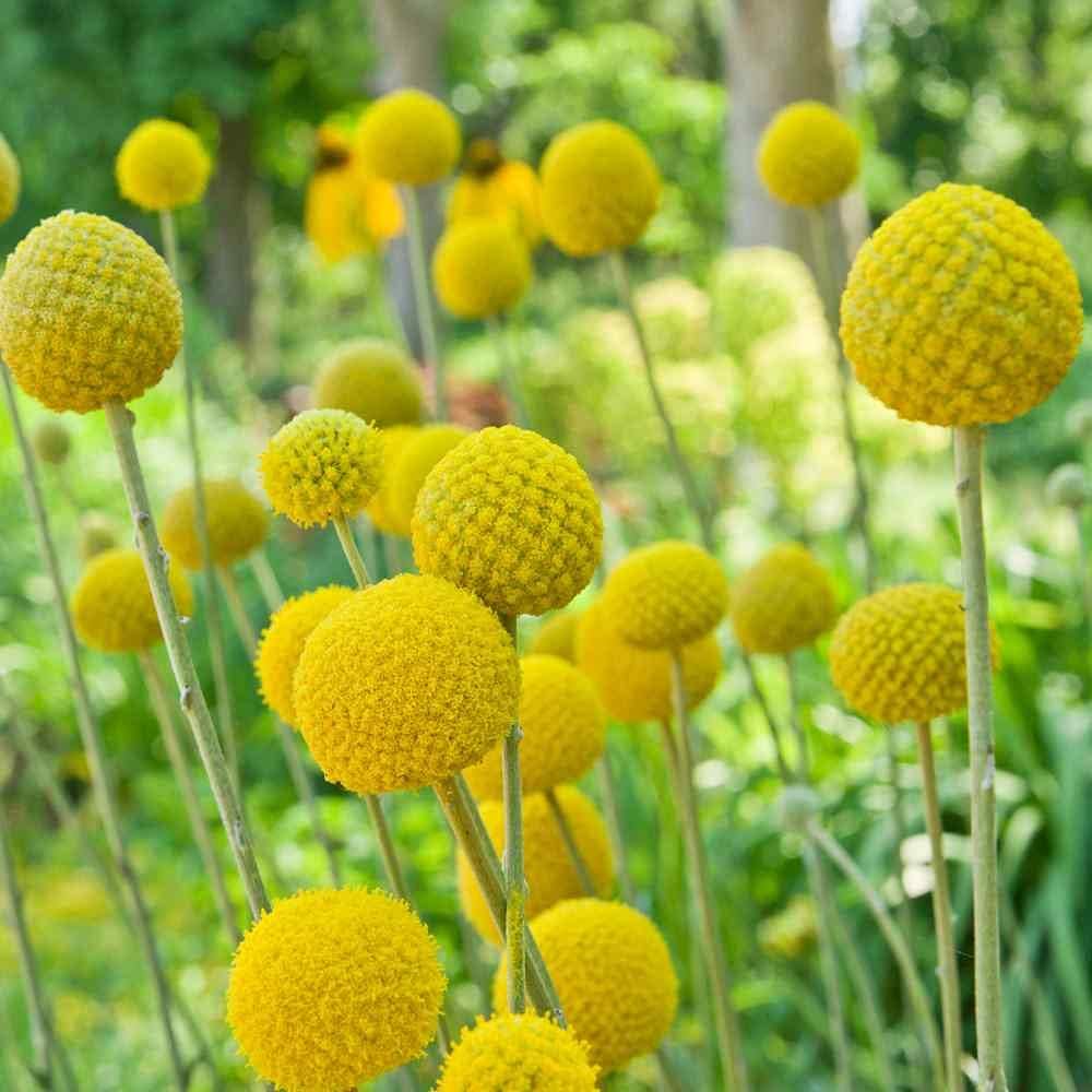 Craspedia Flower Seeds Heirloom Non GMO Planting - 100 pcs for planting in home garden