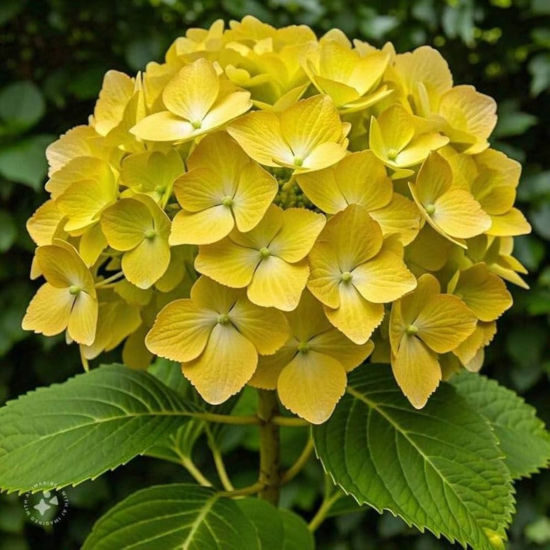 Heirloom Thick Yellow Hydrangea Flower Seeds, Non-GMO Vibrant Blooms for Planting