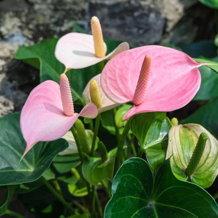 Anthurium Plant Seeds Heirloom Non GMO Planting - 100 pcs