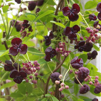 Akebia Quinata Flower Seeds for Planting - NON GMO Seeds