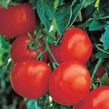 Dark Red Tomato Seeds for Planting - heirloom & Non GMO Seeds