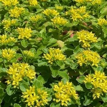 Yellow Stonecrop Flower Seeds for Planting, 100 pcs