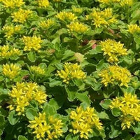 Yellow Stonecrop Flower Seeds for Planting, 100 pcs