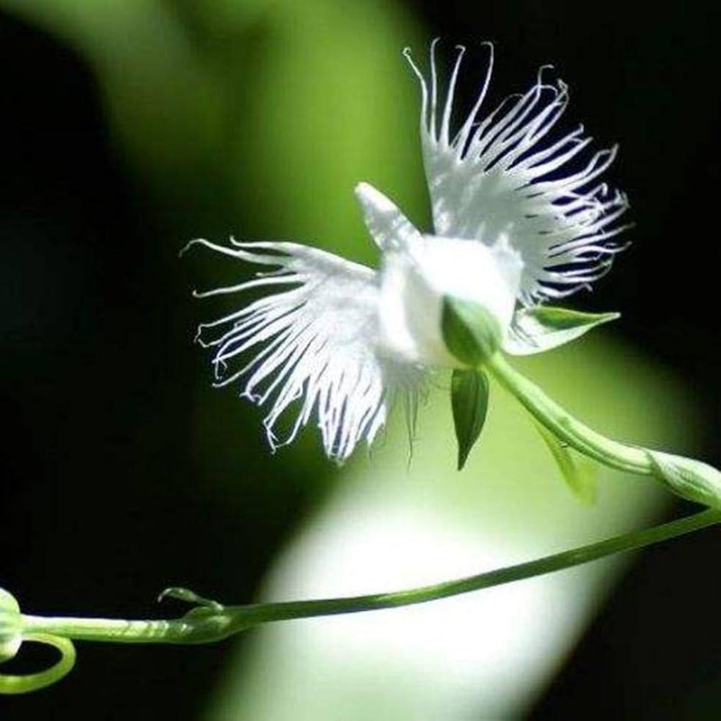 Egret Bonsai Flower Seeds – Heirloom Non-GMO Seeds for Decorative Garden Planting