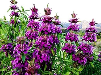 Violet Lemon Bee Flower Seeds for Planting - Heirloom Seeds for Your Beautiful Home Garden