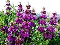 Violet Lemon Bee Flower Seeds for Planting - Heirloom Seeds for Your Beautiful Home Garden