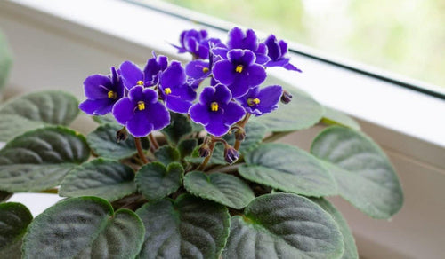 African Violet Flower Seeds for Planting, Blue Blooms, 100 pcs