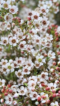 Heirloom Chamelaucium Flower Seeds, Non-GMO White Blooms for Planting
