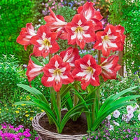 Hippeastrum Flower Seeds for Planting, Green Red, NON GMO Seeds