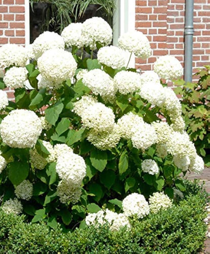 Heirloom Hydrangea Annabelle flower seeds â€“ nonâ€‘GMO flowering shrub seeds
