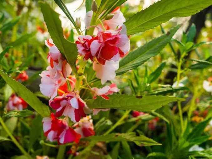 Balsam Flower Seeds for Colorful Gardens - 100 Pcs pcs