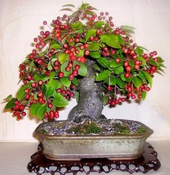 Red Malus Micromalus Fruit Seeds for Planting - Hardy Apple Tree for Sweet Fruit