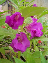 Heirloom Non-GMO Purple Balsamine Flower Seeds for Garden Planting ƒ?? Vibrant Summer Blooms