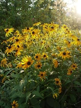 Yellow Rudbeckia Flower Seeds for Planting 100 pcs