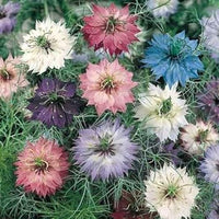 Mixed Nigella Damascena Flower Seeds for Planting ƒ?? Organic, Heirloom, Non-GMO Love-in-a-Mist