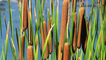 Cattail Plant Seeds Heirloom Non GMO Planting - 100 pcs for planting in home garden