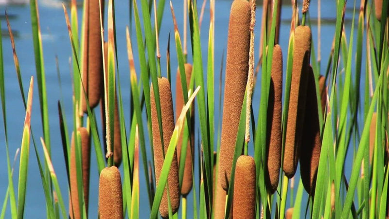 Cattail Plant Seeds Heirloom Non GMO Planting - 100 pcs for planting in home garden