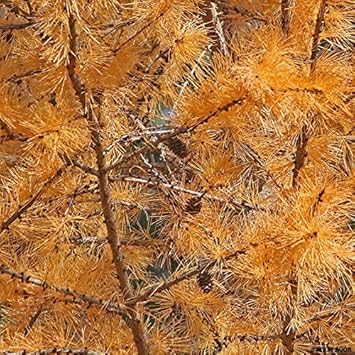 Orange Larch Plant Seeds for Planting - NON GMO Seeds