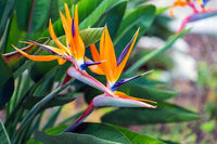 Strelitzia Flower Seeds for Planting, Violet Yellow, 100 pcs