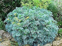 Ruta Graveolens Seeds Scientific Name Placeholder for planting in home garden