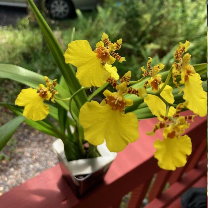 Oncidium Flower Seeds 100 pc for Planting 100 pcs