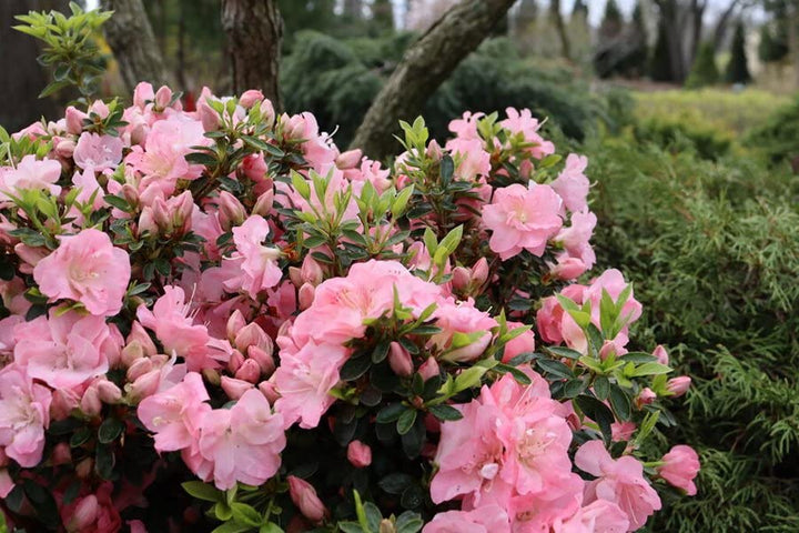 Azalea Flower Seeds Multi-Colored for Planting - 100 pcs