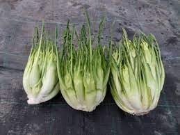 Catalogna Chicory Cichorium intybus seeds for planting