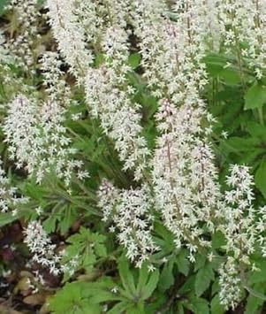 White Tiarella Foam Flower Planting Seeds for Garden NON GMO Seeds for planting in home garden