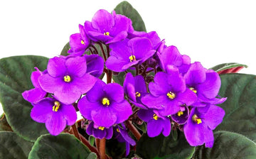 African Violet Flower Seeds â€“ Heirloom, Non-GMO Seeds for Planting Indoor Blooming Plants for planting in home garden