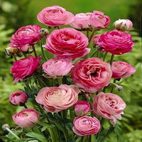 Ranunculus Persian Buttercup flower Seeds for Planting - heirloom and Non-GMO garden seeds