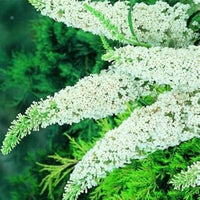 White Butterfly Bush Flower Seeds for Planting, 100 Pcs pcs