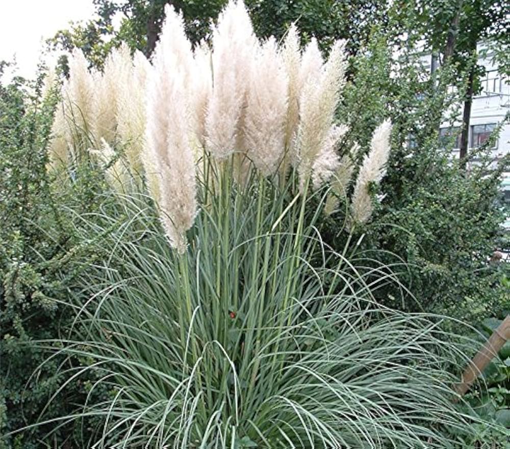 White Pampas Grass Seed