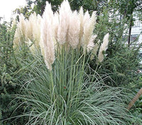 White Pampas Grass Seed