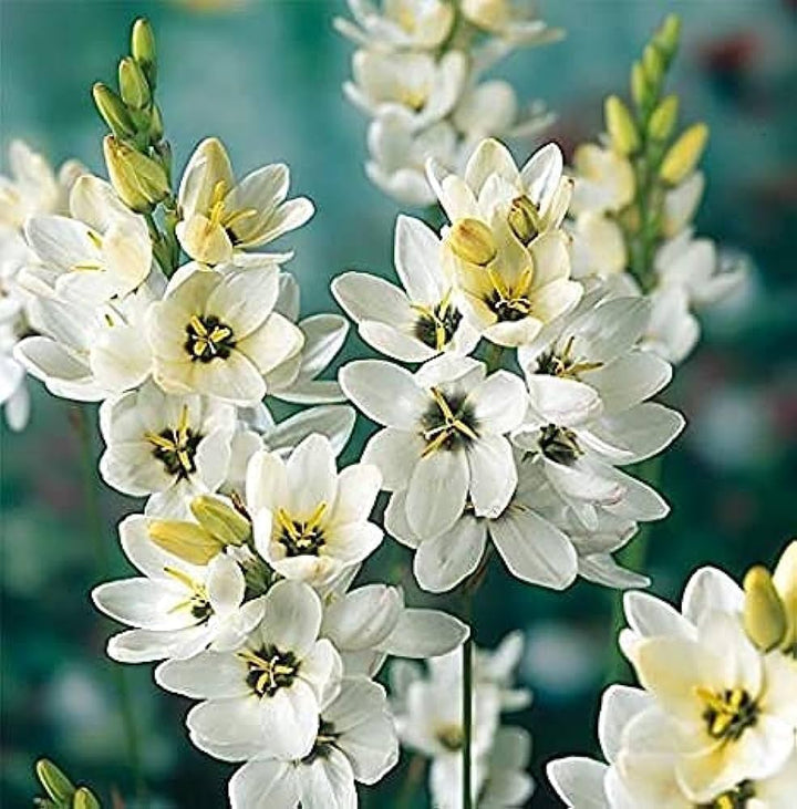 Ixia Flower Seeds for Planting - NON GMO Seeds