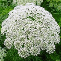 Lace Flower Seeds for Planting, 100 pcs seeds for planting in home garden