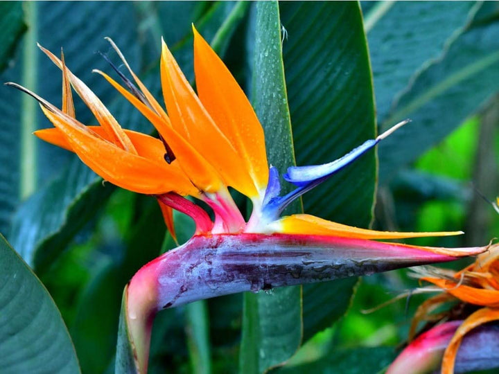Paradise Flower Seeds for Planting - 100 pcs