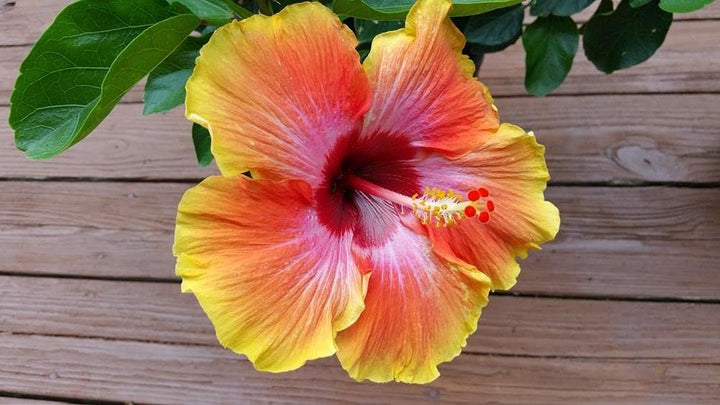 Mix Hibiscus Luna Flower Seeds for Planting – Heirloom, Non-GMO Garden Seeds