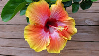 Mix Hibiscus Luna Flower Seeds for Planting – Heirloom, Non-GMO Garden Seeds