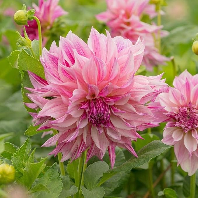 Heirloom Light Pink Dahlia Flower Seeds for Planting â€“ Non-GMO, Stunning Blooming Flower Seeds for planting in home garden