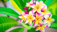 Heirloom Non-GMO Pink Yellow Egg Flower Seeds for Planting – Unique Colorful Blooms