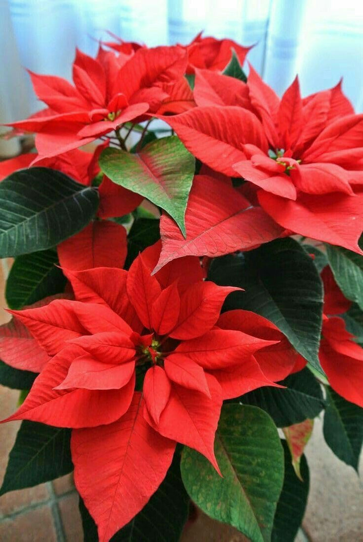 Poinsettia Flower Seeds for Planting ,Heirloom Seeds -100 pcs