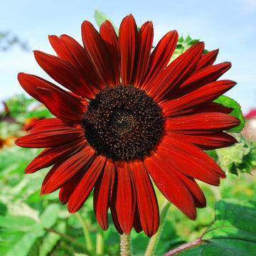 Sunflower Plant Seeds Heirloom Non GMO Planting - 100 pcs