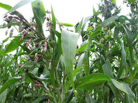 Job's Tears Grain Seeds for Planting - NON GMO Seeds for planting in home garden