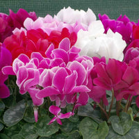 Persicum Flower Seeds for Planting - 100 pcs